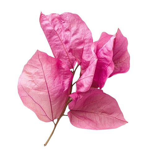 Pink Leaves